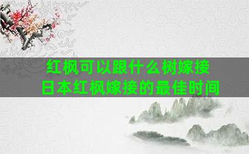 红枫可以跟什么树嫁接 日本红枫嫁接的最佳时间